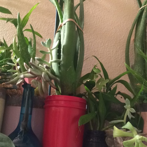 Aloe Vera - Picture 2 of 4